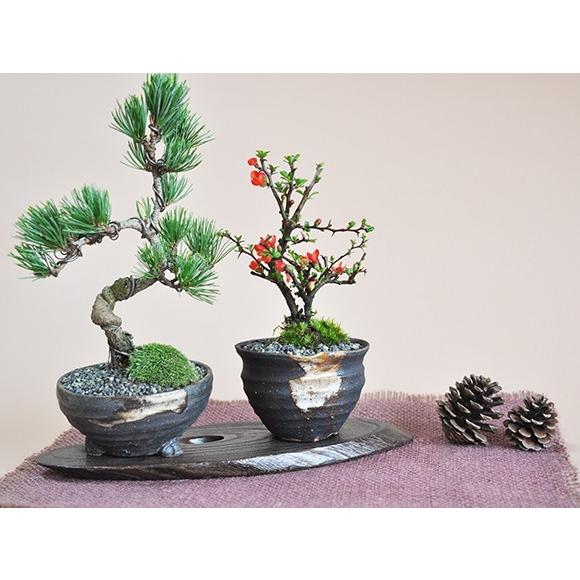 盆栽 花と松のペアセット ミニ長寿梅と五葉松の盆栽 送料無料 : 盆栽妙