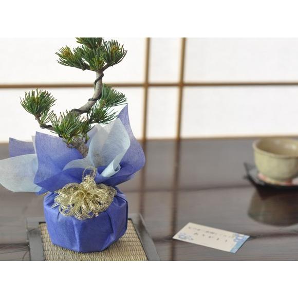 盆栽 花と松のペアセット ミニ長寿梅と五葉松の盆栽 送料無料 : 盆栽妙