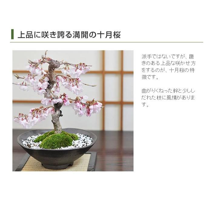 十月桜 2回咲く桜の盆栽 お家でお花見 1才桜 旭山桜 さくら 鉢植え