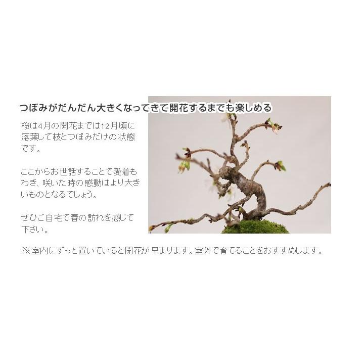 十月桜 2回咲く桜の盆栽 お家でお花見 1才桜 旭山桜 さくら 鉢植え ギフト 盆栽 開店 お祝い 退職  父の日 敬老の日 誕生日_2019年開花終了｜bonsaimyo｜06