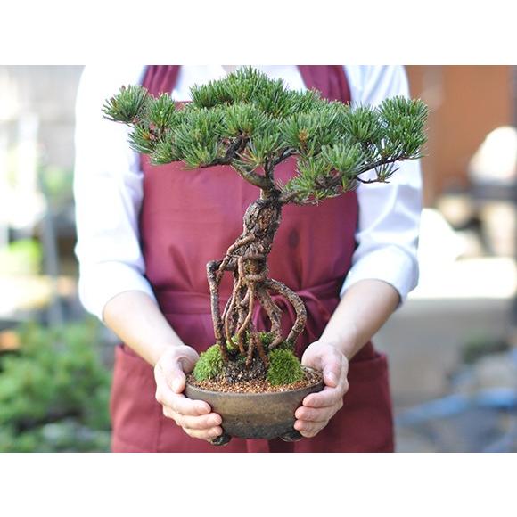 【期間限定 値下げ】五葉松-根上り-【盆栽】 根上りの五葉松盆栽 送料無料 樹齢数百年のような趣を感じさせる