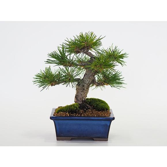 黒松盆栽❗️小品盆栽❗️古木❗️値下げ不可 黒松盆栽 樹高60cm – Bonsai Iroha