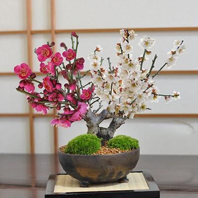 梅　盆栽　白とピンク 楽天市場】2025年3月頃開花盆栽お誕生日に梅の花贈り物にも