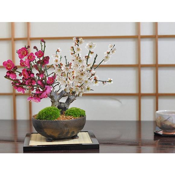 送料無料 紅白梅 大樹 白梅 紅梅 盆栽 ミニ盆栽 花 ボンサイ 送料無料 紅白梅 大樹 白梅 紅梅 盆栽 ミニ盆栽 花 ボンサイ