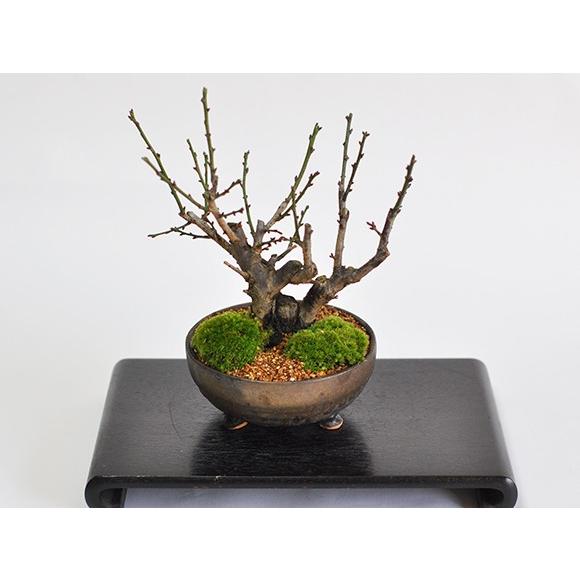 送料無料 紅白梅 大樹 白梅 紅梅 盆栽 ミニ盆栽 花 ボンサイ 人気