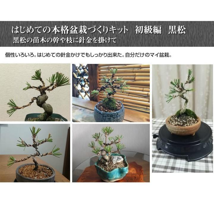盆栽を作るキット 初級編 本格的に作る盆栽 自由研究 黒松の針金かけ