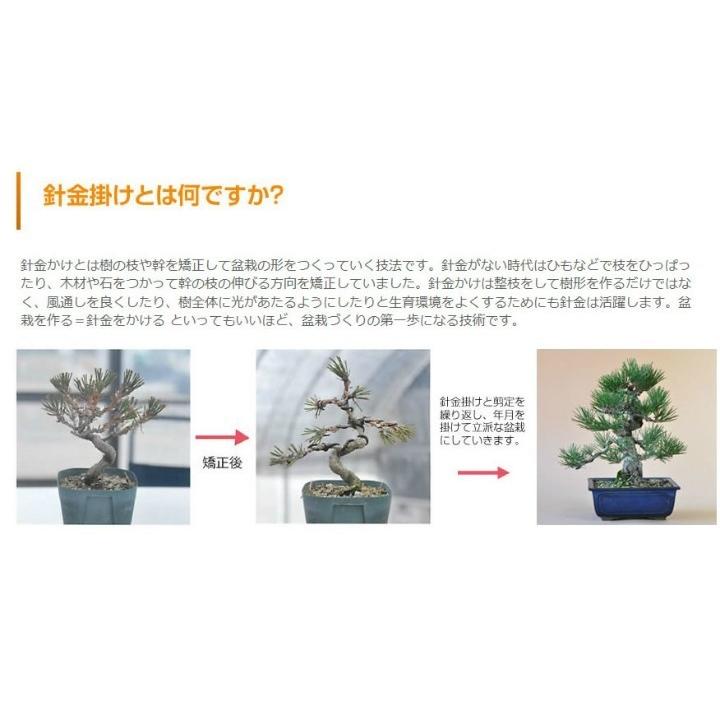 盆栽を作るキット 初級編 本格的に作る盆栽 自由研究 黒松の針金かけ
