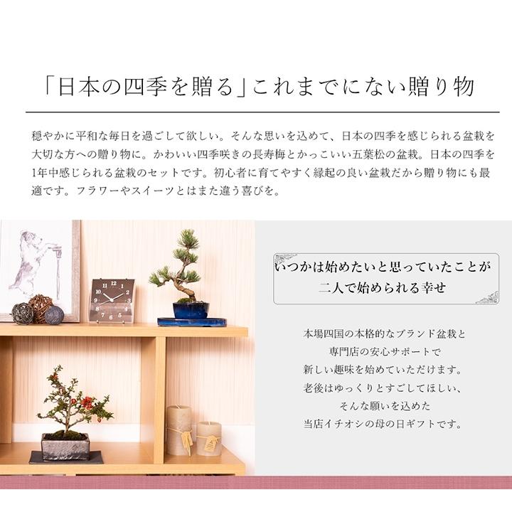 花盆栽　盆栽 ペアギフト 父母 花 松 ペアセット 長寿梅 五葉松 鉢植え プレゼント いつまでも二人仲良く盆栽のペアギフト_10