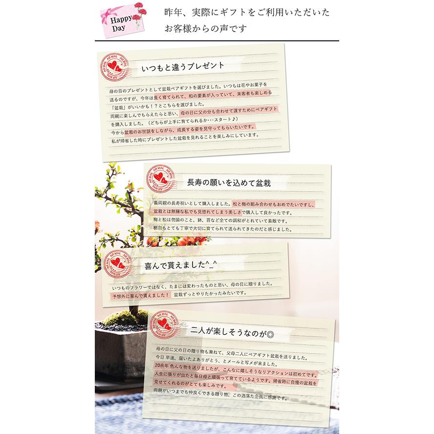 花盆栽　盆栽 ペアギフト 父母 花 松 ペアセット 長寿梅 五葉松 鉢植え プレゼント いつまでも二人仲良く盆栽のペアギフト_12