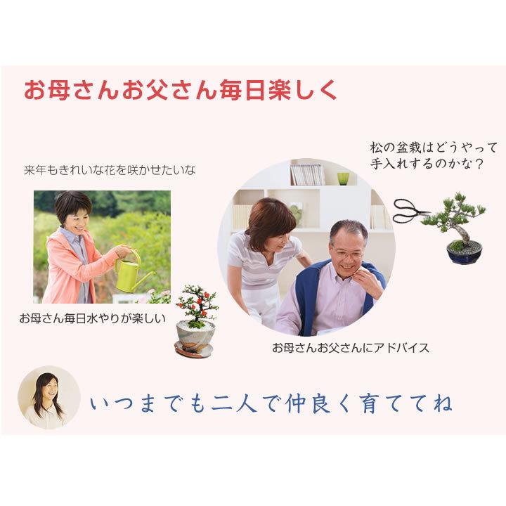 花盆栽　盆栽 ペアギフト 父母 花 松 ペアセット 長寿梅 五葉松 鉢植え プレゼント いつまでも二人仲良く盆栽のペアギフト_6