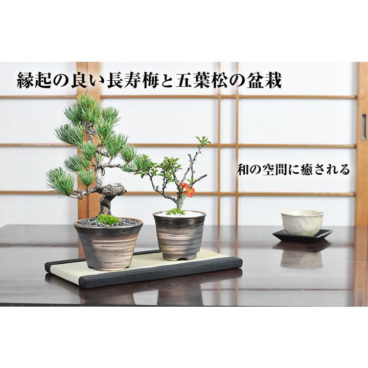 花盆栽　盆栽 ペアギフト 父母 花 松 ペアセット 長寿梅 五葉松 鉢植え プレゼント いつまでも二人仲良く盆栽のペアギフト_2
