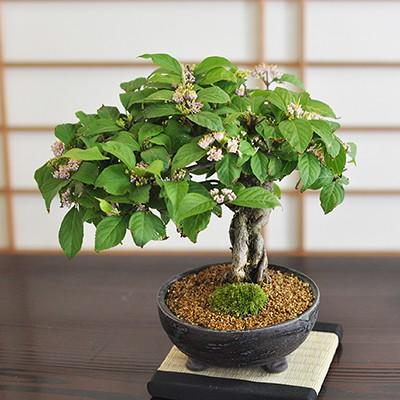 紫式部 紫の実のなる盆栽 盆栽 松 豪華 盆景 情景を楽しむ 育て方冊子と肥料付き 贈り物 ギフト 開店 お祝い 退職 ラッピング a1104 盆栽妙 ヤフー店 通販 Yahoo ショッピング