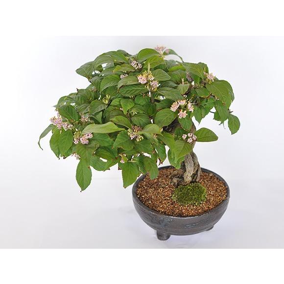 りょう 盆栽 紫式部 実沢山 紫式部 紫の実のなる盆栽の盆栽を販売