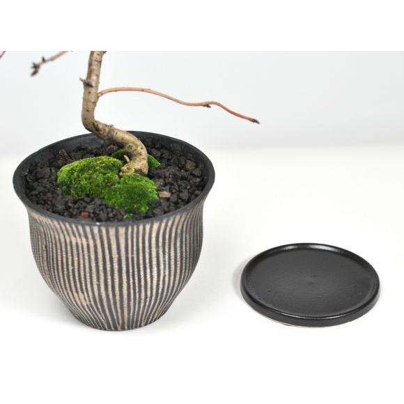 おかめ桜 受け皿付き 盆栽 桜 豪華 盆景 風景を楽しむ初めてでも安心の