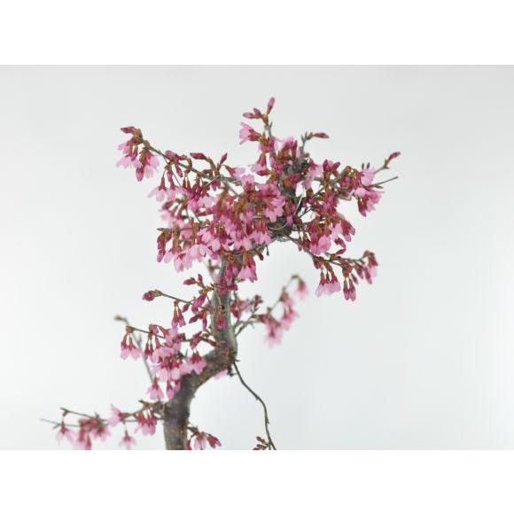 送料込み❣️早物勝ち❣️大幅値下げ！‼️サラグレース　グレー背景の桜装飾画 楽天市場】サラグレースの通販