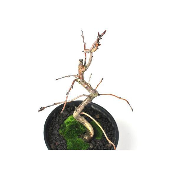 おかめ桜 受け皿付き 盆栽 桜 豪華 盆景 風景を楽しむ初めてでも安心の