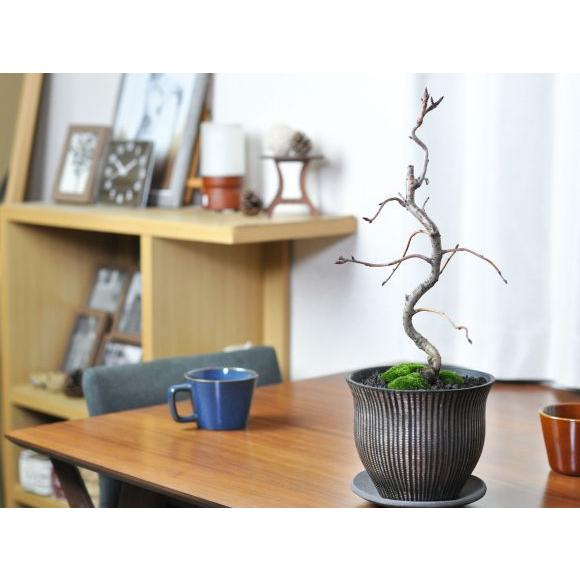 おかめ桜 受け皿付き 盆栽 桜 豪華 盆景 風景を楽しむ初めてでも安心の