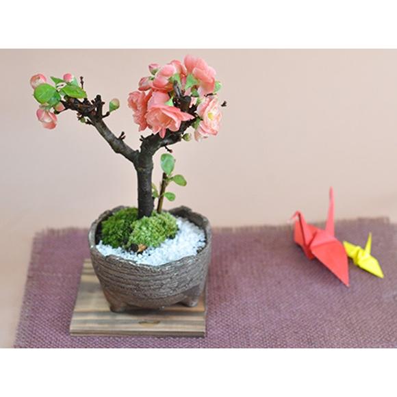 盆栽 長寿楽 ミニ盆栽 ミニ ちょうじゅらく 長寿楽 花 満開 ギフト 敬老の日 a1124 盆栽妙 ヤフー店 通販 Yahoo ショッピング