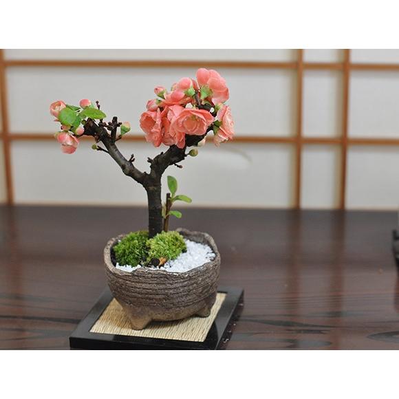 盆栽 長寿楽 ミニ盆栽 ミニ ちょうじゅらく 長寿楽 花 満開 ギフト 敬老の日 a1124 盆栽妙 ヤフー店 通販 Yahoo ショッピング