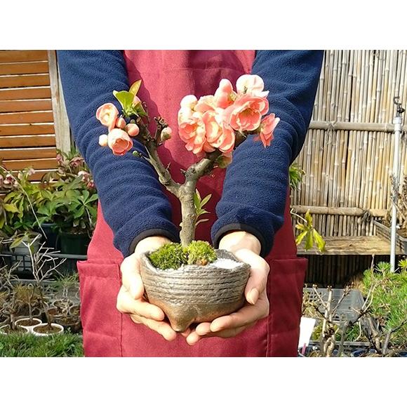 盆栽 長寿楽 ミニ盆栽 ミニ ちょうじゅらく 長寿楽 花 満開 ギフト 敬老の日 a1124 盆栽妙 ヤフー店 通販 Yahoo ショッピング