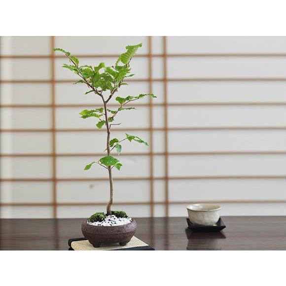 盆栽 『ブナ』 紅葉 インテリア 観葉植物 ガーデニング 送料無料 b192