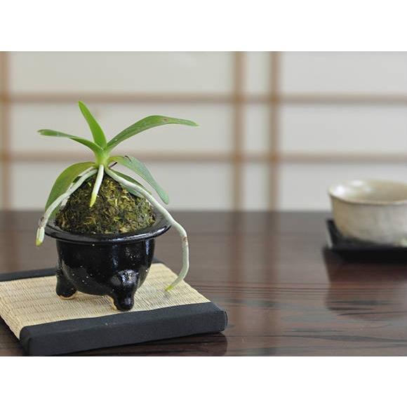 盆栽 ナゴラン 蘭 ミニ盆栽 ミニ なごらん 風蘭 草ギフト 敬老の日 506a1133 盆栽妙 ヤフー店 通販 Yahoo ショッピング