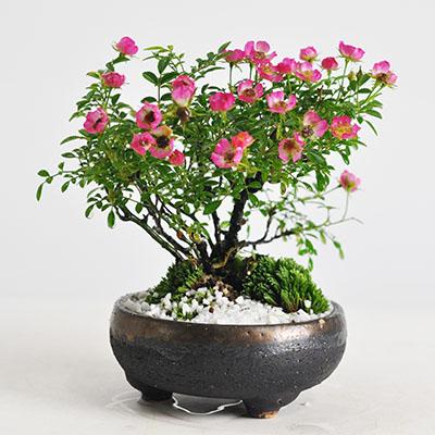 盆栽 バラ(薔薇) ミニ盆栽 ミニ 花ギフト 敬老の日 : 盆栽妙 ヤフー店