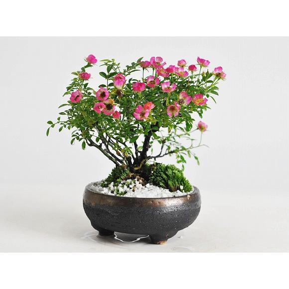 盆栽 バラ(薔薇) ミニ盆栽 ミニ 花ギフト 敬老の日 : 盆栽妙 ヤフー店