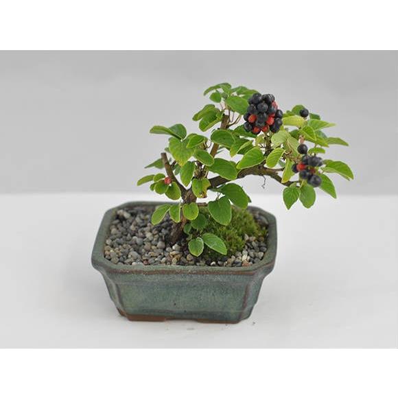 盆栽 熊柳 ミニ盆栽 ミニ くまやなぎ クマヤナギ 実ギフト 敬老の日