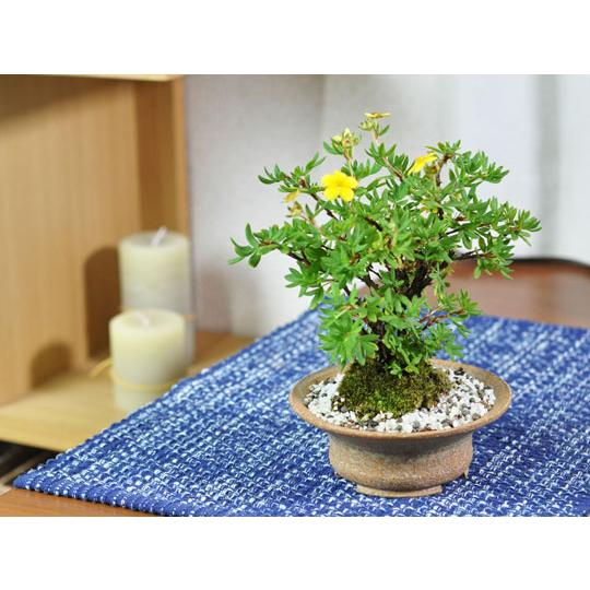 盆栽 金露梅 ミニ盆栽 ミニ きんろばい 花ギフト 敬老の日 盆栽 金露梅 ミニ盆栽 ミニ きんろばい 花ギフト 敬老の日