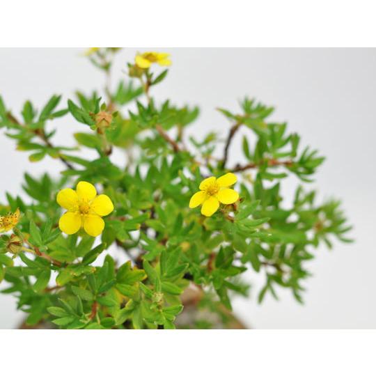 盆栽 金露梅 ミニ盆栽 ミニ きんろばい 花ギフト 敬老の日 盆栽 金露梅 ミニ盆栽 ミニ きんろばい 花ギフト 敬老の日