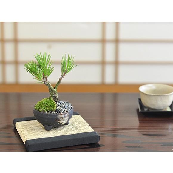 錦松】 盆栽 黒松 赤松 五葉松 錦松（ニシキマツ）盆栽の販売｜盆栽妙