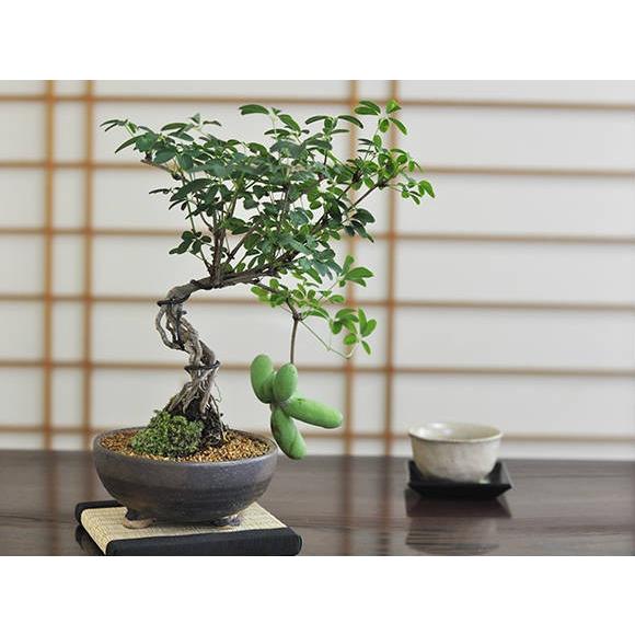 美豊　日本小品盆栽名品展出品記念ミニ盆栽鉢青竹絵付け他貫入白長方ミニ鉢白鉢セット 送料無料 盆栽 白あけび ミニ盆栽 ミニ あけび 白アケビ 実