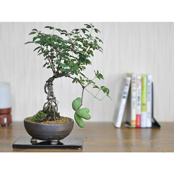 送料無料 盆栽 白あけび ミニ盆栽 ミニ あけび 白アケビ 実