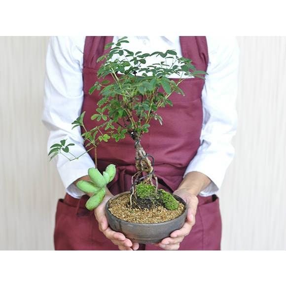 送料無料 盆栽 白あけび ミニ盆栽 ミニ あけび 白アケビ 実ギフト 敬老の日 a1154 盆栽妙 ヤフー店 通販 Yahoo ショッピング