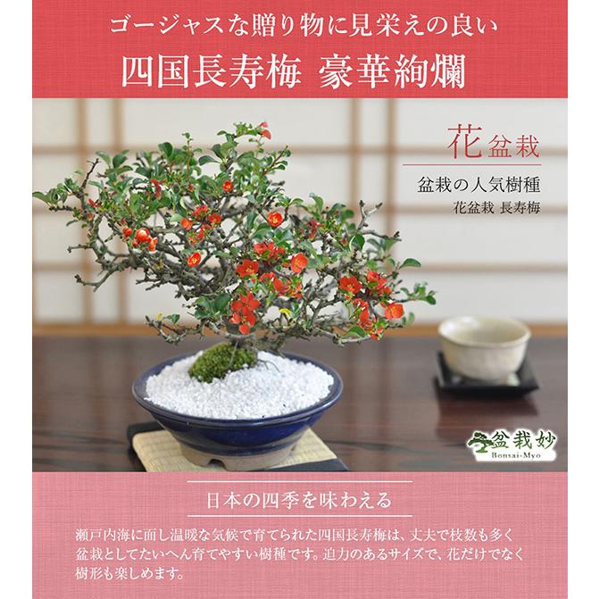 盆栽 高級 四国長寿梅 豪華絢爛 一級品 職人仕立て : 盆栽妙 ヤフー店
