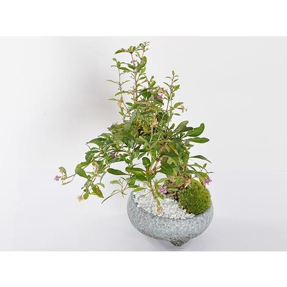 クコ 枸杞 盆栽 ミニ盆栽 鉢植 : 盆栽妙 ヤフー店 - 通販 - Yahoo