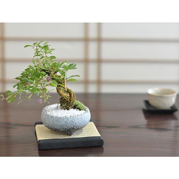 クコ 枸杞 盆栽 ミニ盆栽 鉢植 : 盆栽妙 ヤフー店 - 通販 - Yahoo