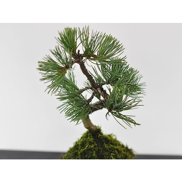 五葉松の苔玉 盆栽 ミニ盆栽 bonsai ボンサイ ぼんさい 小品 五葉松の苔玉 盆栽 ミニ盆栽 bonsai ボンサイ ぼんさい 小品