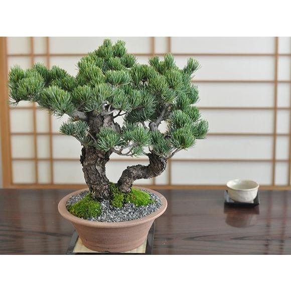 送料無料 五葉松 双竜 盆栽 ミニ盆栽 bonsai ボンサイ ぼんさい 中品