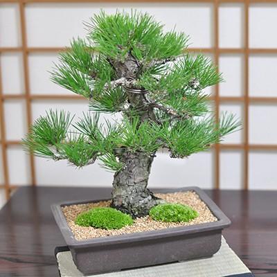 高松盆栽 黒松 「威風堂々」 本場四国の職人仕立て プレゼント 高松盆栽 黒松 「威風堂々」 本場四国の職人仕立て プレゼント