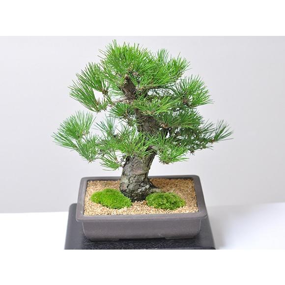 貴風盆栽黒松 楽天市場】（株）一樹園 黒松 貴風盆栽／樹齢20年 : 一樹園