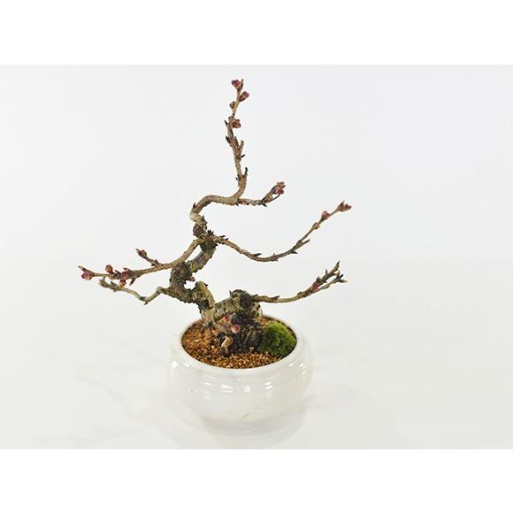 桜盆栽 小品十月桜 ミニ盆栽 盆栽 bonsai 満開 お花見 ボンサイ 鉢植え 桜 sakura さくら 盆栽妙 専門店 RI1262695371(11700円)