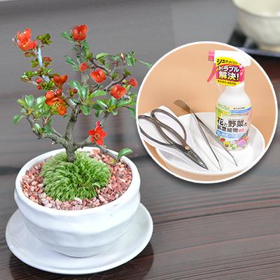 母の日 盆栽 道具 セット 天然石の敷物付き 花 長寿梅 ミニ盆栽 盆栽鋏 キット 初心者 a1681 盆栽妙 ヤフー店 通販 Yahoo ショッピング
