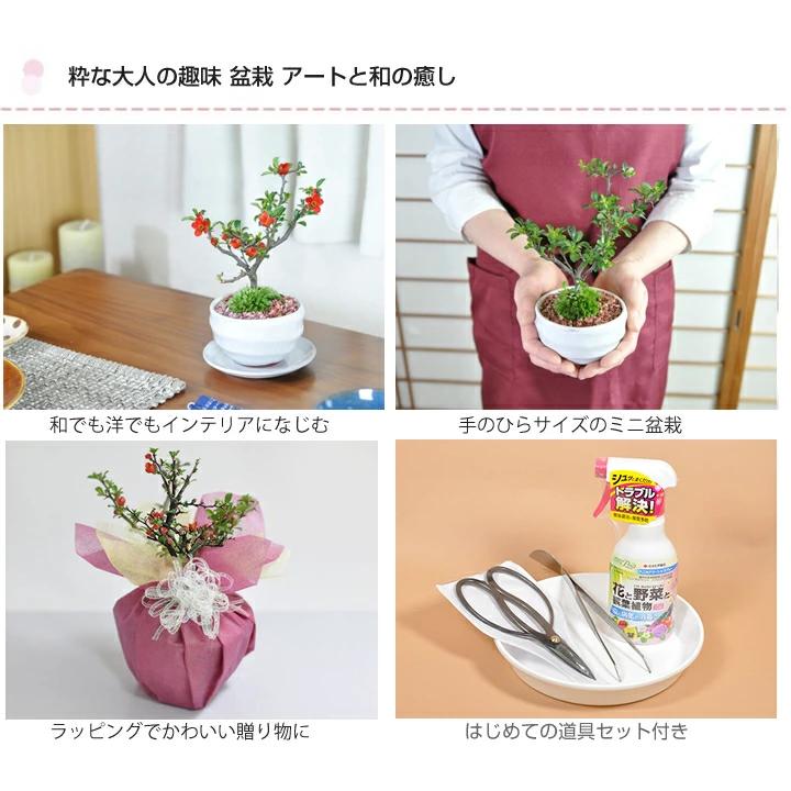 母の日 花盆栽 道具 セット 花 長寿梅 ミニ盆栽 盆栽鋏 キット 初心者