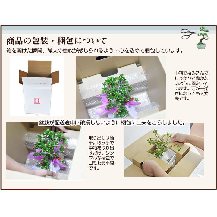 母の日 花盆栽 道具 セット 花 長寿梅 ミニ盆栽 盆栽鋏 キット 初心者