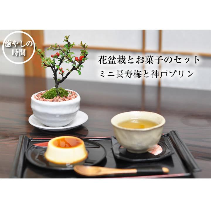 母の日 盆栽 スイーツ 盆栽 菓子セット 天然石の敷物付き ミニ盆栽 鉢植え 長寿梅 抹茶ケーキ a1684 盆栽妙 ヤフー店 通販 Yahoo ショッピング