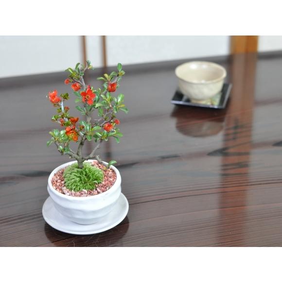 花盆栽 盆栽 スイーツ 盆栽 菓子セット ミニ盆栽 鉢植え 長寿梅 神戸