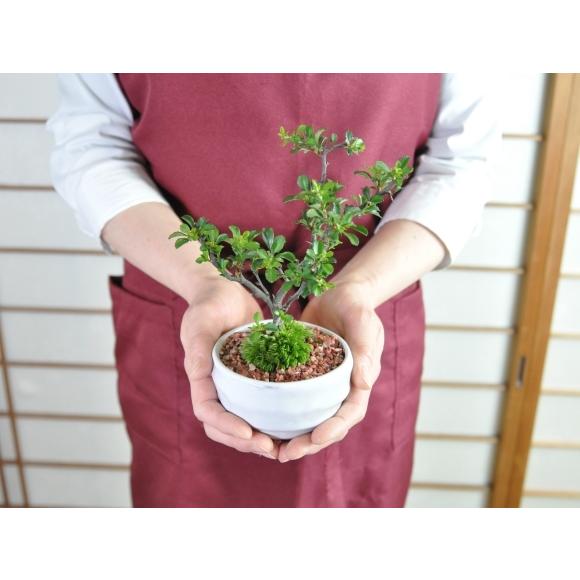 母の日 盆栽 スイーツ 盆栽 菓子セット 天然石の敷物付き ミニ盆栽 鉢植え 長寿梅 抹茶ケーキ a1684 盆栽妙 ヤフー店 通販 Yahoo ショッピング