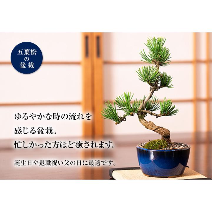 松盆栽 松 ミニ 五葉松 丸小鉢 樹齢 5年 はじめて 道具 4点 松盆栽 松 ミニ 五葉松 丸小鉢 樹齢 5年 はじめて 道具 4点